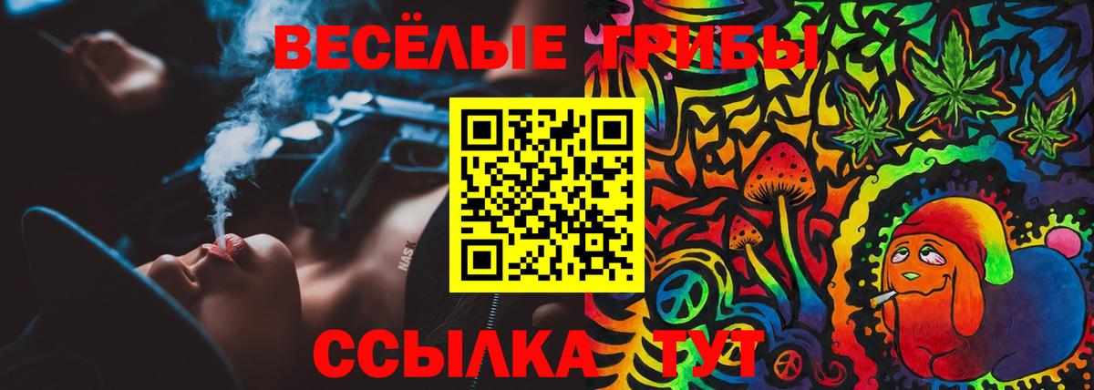 Псилоцибиновые грибы прущие грибы  Славянск-на-Кубани  Галлюциногенные грибы Psilocybine cubensis 